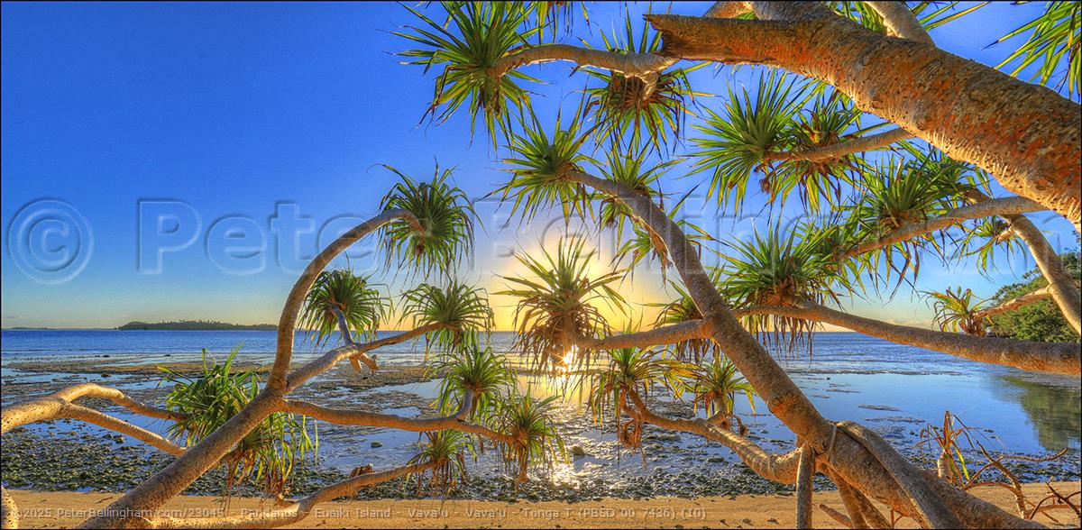 Peter Bellingham Photography Pandanus - Eueiki Island - Vava'u - Vava'u - Tonga T (PB5D 00 7436) (10)